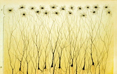 Plåt med bild av nervceller i hippocampus, framkallad av Camillo Golgi, 1885.