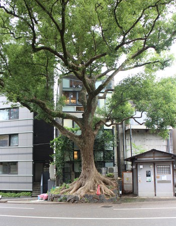 Det här trädet fyller upp hela sin stenstockel i Gionmachi Kitagawa, strax norr om huvudentrén till Yasaka-helgedomen i Kyoto. Det fungerar som en del av parken runt helgedomen. Den smala fyravåningsbyggnaden precis bakom trädet är Okamotos kimonouthyrning, med entré på andra sidan.