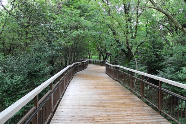 På upphöjda broar genom skogen i världsutställningsparken.
