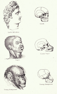 Illustration föreställande “Apollo Belvidere”, en neger och en ung chimpans, från Josiah Clark Nott och George Robert Gliddons Indigenous Races of the Earth (1857).