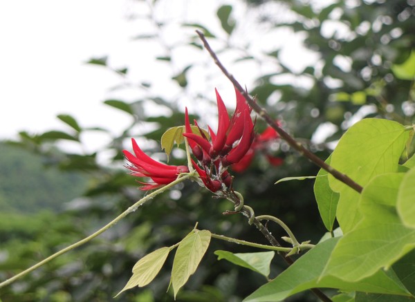 En grön klängväxt klättrar på en utslagen röd blomma, möjligen av släktet Erythrina.