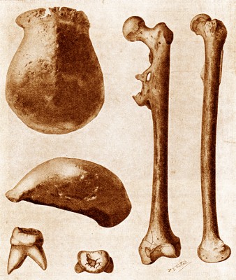 Teckningar av ben från det verkliga första fyndet av Homo erectus, på Java 1891.