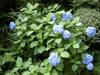 Hortensia i Chinzansō