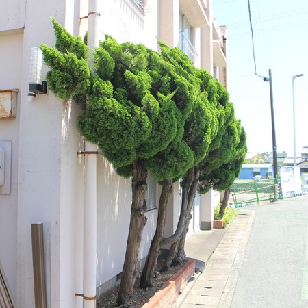 Det blåser mycket vid det här hörnet i Maisakas hamn. De kinesiska enarna, Juniperus chinensis eller på japanska kaizuka ibuki (貝塚伊吹カイズカイブキ), tycks böja stammarna mot vinden medan barren blåses till strömlinjeformade klasar bakom stupröret.